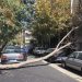 امکان دریافت خسارت از شهرداری در صورت سقوط درخت؛ حقوق شهروندی در بحرانهای غیرمترقبه 5 https://asreeno.ir/wp-content/uploads/2025/04/1528584.jpg امکان دریافت خسارت از شهرداری در صورت سقوط درخت؛ حقوق شهروندی در بحرانهای غیرمترقبه
