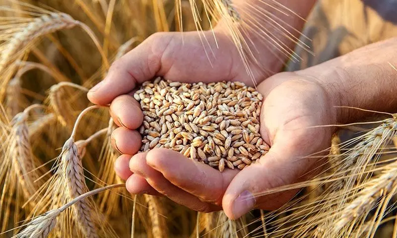 گندم دوباره گران نمیشود؟ تأکید وزیر جهاد کشاورزی بر ثبات سالانه قیمت تضمینی گندم 1 https://asreeno.ir/wp-content/uploads/2025/04/گندم.webp گندم دوباره گران نمیشود؟ تأکید وزیر جهاد کشاورزی بر ثبات سالانه قیمت تضمینی گندم