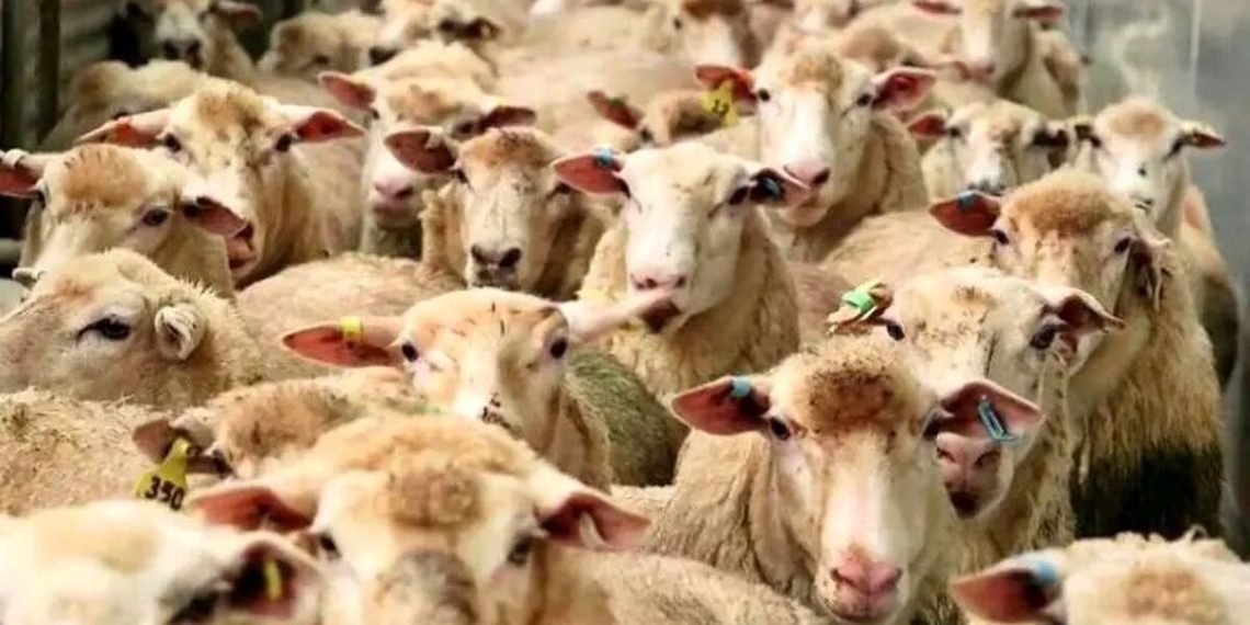 قیمت گوسفند عید قربان مشخص شد؛ نگاهی به تغییرات بازار دام 1 https://asreeno.ir/wp-content/uploads/2025/06/8249082_170.jpg قیمت گوسفند عید قربان مشخص شد؛ نگاهی به تغییرات بازار دام
