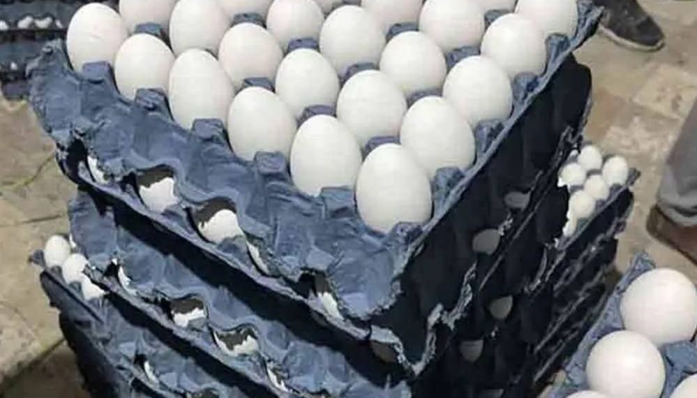 خبر خوب برای سفره‌ها؛ تخم‌مرغ ارزان شد
